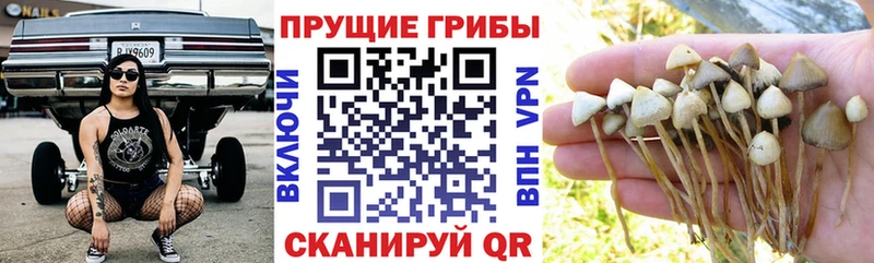 Галлюциногенные грибы MAGIC MUSHROOMS  Купить  Ворсма 